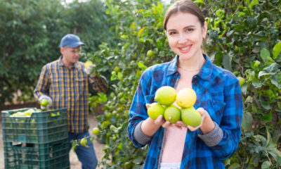 Fruit Picker Jobs with Visa Sponsorship in Canada 2024